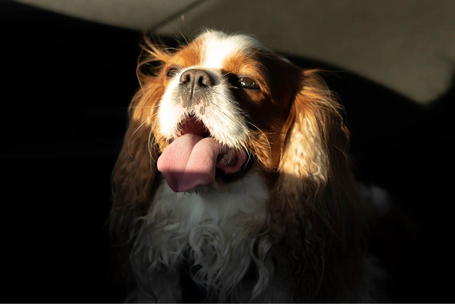 Hyundai Palisade Dog Carrier Car Seat for Cavalier King Charles Spaniel