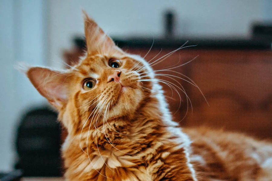 Durable Cat Hide and Seek Toy