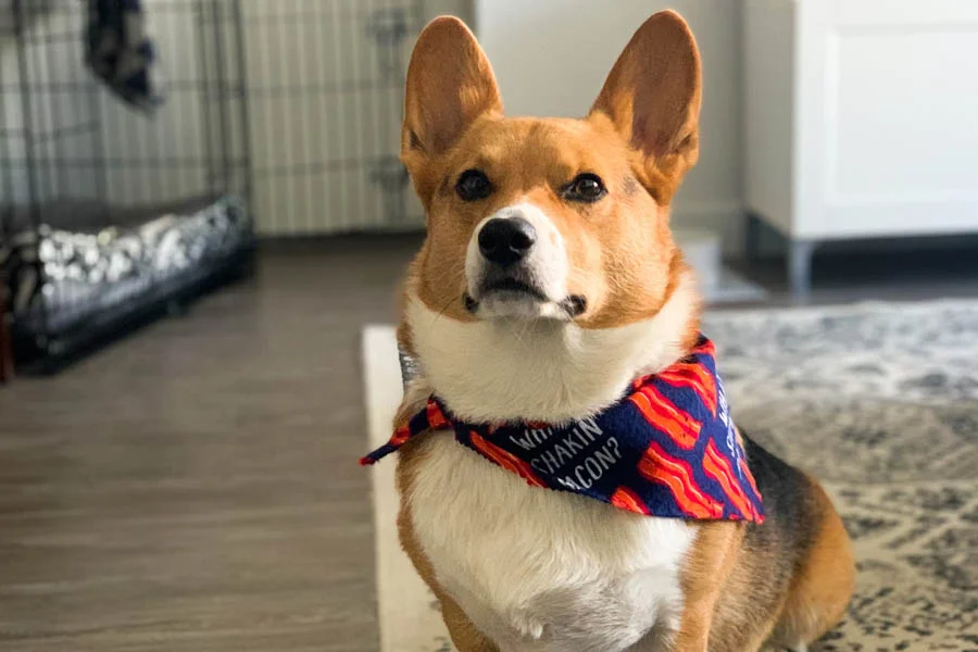 Gentle Pet Grooming Mitt